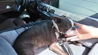 Why My Dog Now Claims the Front Seat... (Install Tutorial Inside) 😏