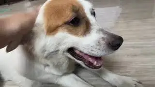 Stage 2 Distemper Medication (Veterinarian's prescription)