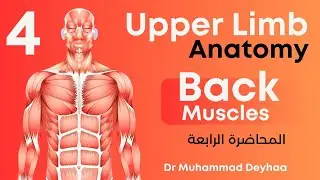 Upper limb Anatomy | lec 4 | Back Muscles | د محمد ضياء
