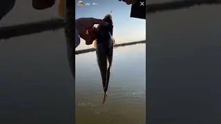 زراعة الاسماك .. ايران .. اهواز