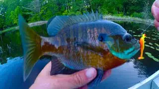 Bluegill Lures- BIG Bluegill Cannot Resist This Lure… (They Bite Without Hesitation)
