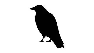 Crow Sound Effect