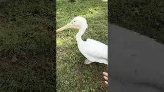 Птичий зоопарк город Батуми!!!))) 