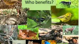 Golden-Winged Warbler Ecology and Guidelines for Creating Breeding Habitat