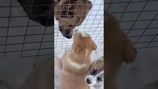 #猎狼犬