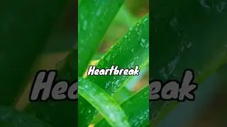 Your heart is aching now and the world noticed 💔✨#englishstory #youtubeshorts #shorts #viral #heart