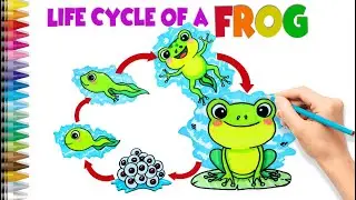 Life Cycle of a Frog Drawing: A Step-by-Step Tutorial for Beginners