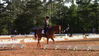 May War Horse Training Level Dressage