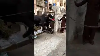 Unloading 😱❤️ #unloading #bull #cow #2025 #qurbani #viralvideo #trending #animals #cattleworld