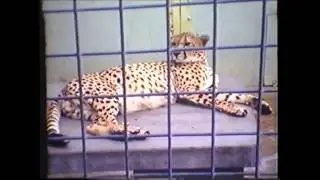 Perth Zoo 1962