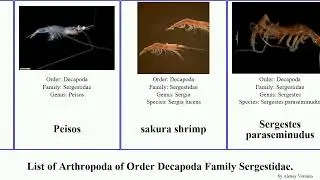 List of Arthropoda of Order Decapoda Family Sergestidae. shrimp sakura japonicus indicus Sergestes