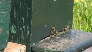 De bijen op de appel en peer voor de bestuiving