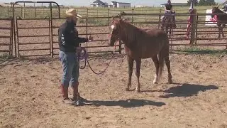 Colorado ranch trains mustangs into adoptable horses