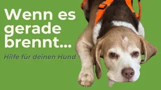 Wenn dein Hund gerade Hilfe braucht – was jetzt wirklich unterstützt
