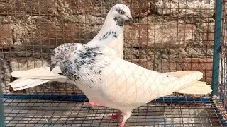 Pure Punjabi Malwai Kabootar for sale, Delhi me 2000 ka joda mob 8447579723