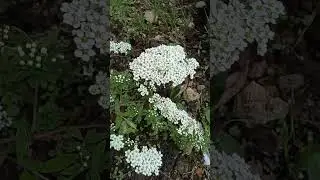 Спирея белая в Сибири.