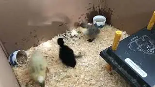 Baby Ducks One Week Old