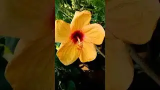 🪴🪴🪴🪴🪴☕. #flowers  #nature  #garden  #flowerblooming
