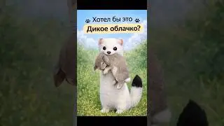 ДИКОЕ ОБЛАЧКО-ГОРНОСТАЙ #горностай#животные#ermine#shorts#милота#хищник#youtubeshorts#рек