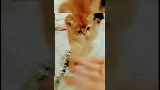 Baby Kitten playing #cats #shorts #kidsvideo #kid#cats
