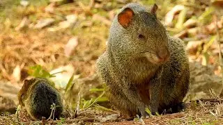 Agouti: Attentively caring for her newborn puppy (Dasyprocta aguti), (Dasyprocta), Cutia