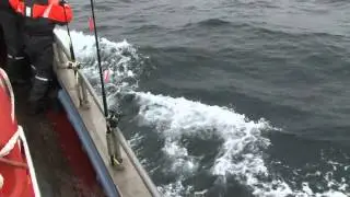 Delifiner svømmer med MS Muddi