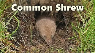 Common Shrew in The Hole in The Wall