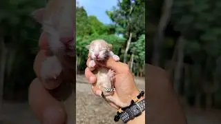 Timelapse of a cat 100 days that survived from life #cat #kitten #catvideos #kucing #cats