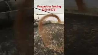 PANGASIOUS FEEDING ll PATHAK FISH FARM ll 6290155761/Priyanka Pathak #entertainment #fish  #fishing