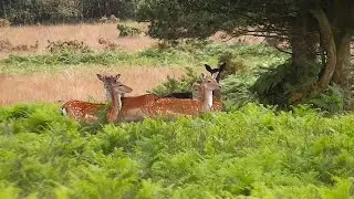 The Threatened Wildlife of Ashdown Forest