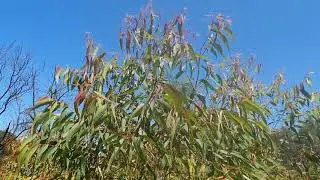 Super Resilient Angophora costata 50cm/52L (2.0-2.5m)