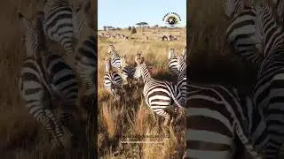 EXPLORE THE BEAUTY OF TANZANIA WITH SUNSET TANZANIA ADVENTURE #automobile #masaimaranationalpark