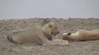 Pride of Lazy Lions, South Luangwa, Zambia