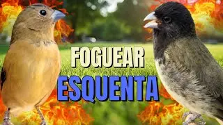 Canto Papa capim siu siu com Fêmea chamando para Esquentar papa capim siu siu e encarte siu siu