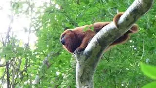 Alouatta guariba clamitans (bugio ruivo)