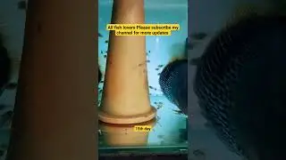 Discus Fish Breeding | Day 15 🐠🔥🧿 #discus #shorts #aquarium #fishkeepinghobby #royalaqua #trending