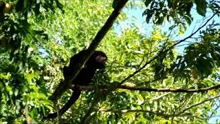 Venezuelan red howler, Mono aullador rojo (Alouatta seniculus)