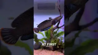 This is how my Snakehead fish gave me a surprise! #shorts #ytshorts