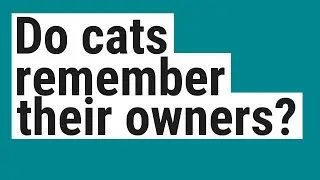 Do cats remember their owners?