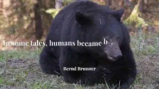 Bear quotes that honor the animal