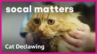 Should California Ban Vets From Declawing Cats? | SoCal Matters | PBS SoCal