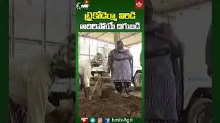 ట్రైకోడెర్మా విరిడి అదిరిపోయే దిగుబడి | Trichoderma Viride | Nelathalli | hmtv Agri