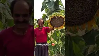 giant sunflower, iran#iran #nature #naturelovers #adventure