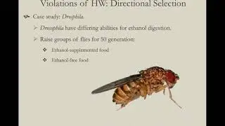 Evol  5  HW Deviations selection and mutation