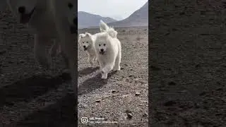 #Dog #samoyed  #funny  #travel #model #modeling #husky #سگ #سامویید #سفر