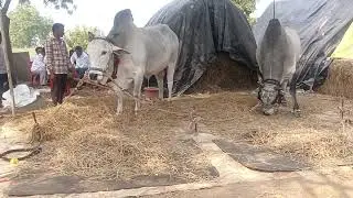✨✨వెదురూరు సీనియర్ విభాగానికి MCOR BULLS కారంజయ, అహోబిల జత రావడం జరిగింది 🌟🌟 