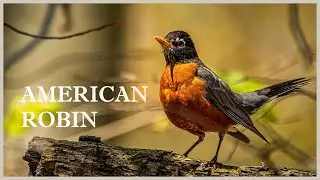 Wake up early to listen for a american robin bird call!