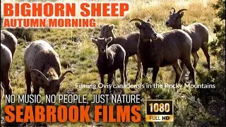 Bighorn Sheep Autumn Morning: Filming Ovis canadensis in the Rocky Mountains