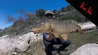 Carpas con señuelos artificiales.