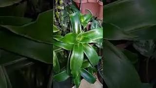 chain plant